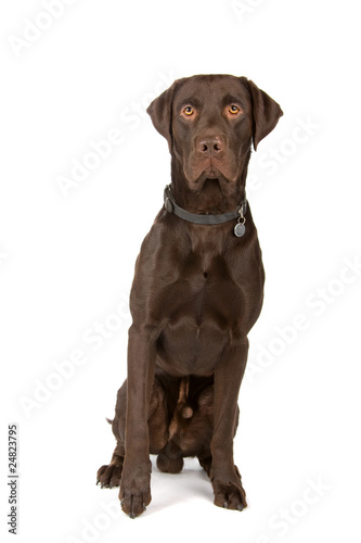 mixed breed dog  choco labrador  German pointer 