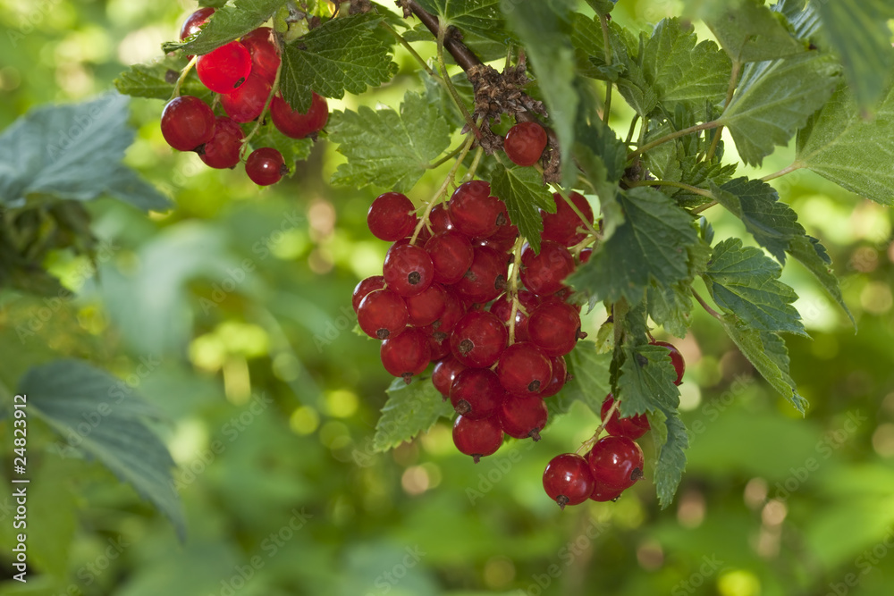 Red currants (Ribes rubrum). Macro photo.