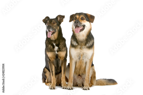 mixed breed dogs sitting, isolated on a white background