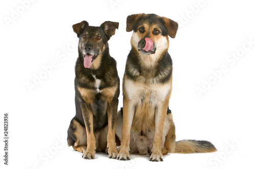Photography mixed breed dogs sitting, isolated on a white background