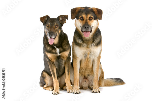 two mixed breed dogs sitting, isolated on a white background