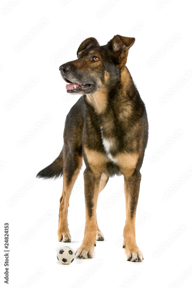 mixed breed dog dutch shepherd, collie, labrador, lying down mixed breed dog dutch shepherd, collie, labrador, lying down