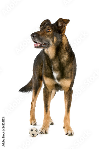 mixed breed dog dutch shepherd  collie  labrador  lying down