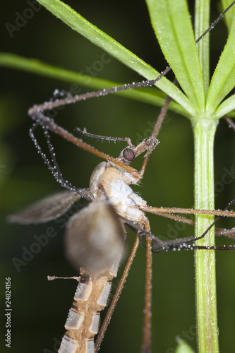 Daddy longlegs. Extreme close-up with high magnification.