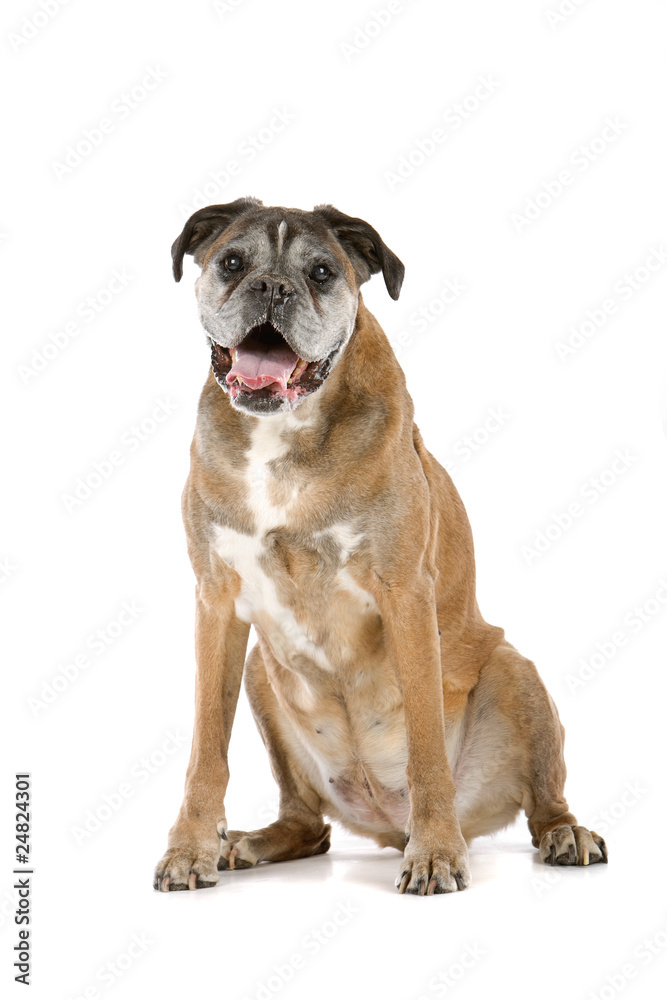 old gray boxer sitting, isolated on a white background