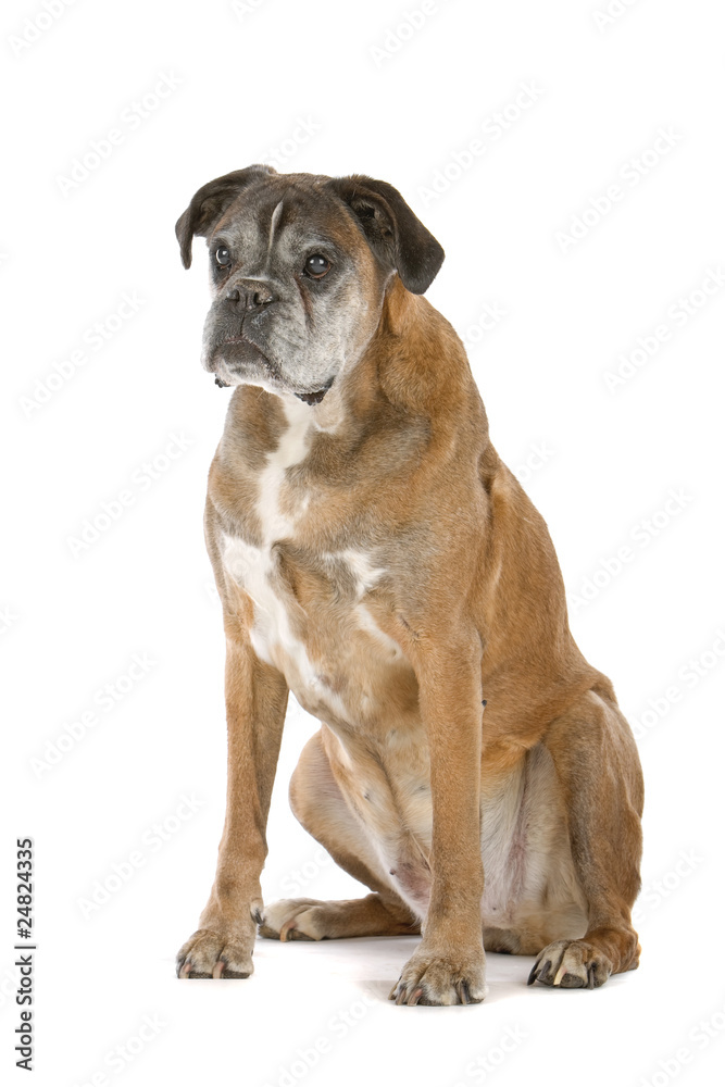 old gray boxer sitting, isolated on a white background