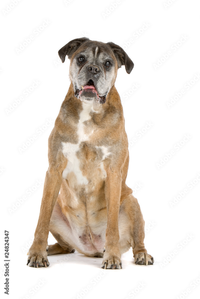 old gray boxer sitting, isolated on a white background