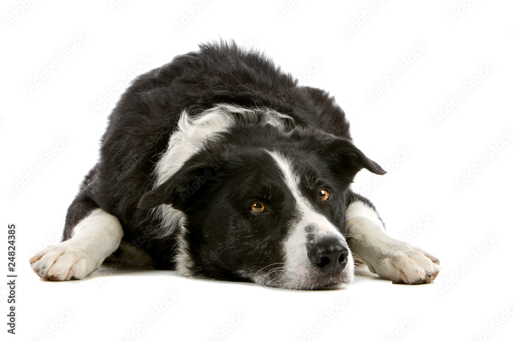 Border collie dog isolated looking away, white background