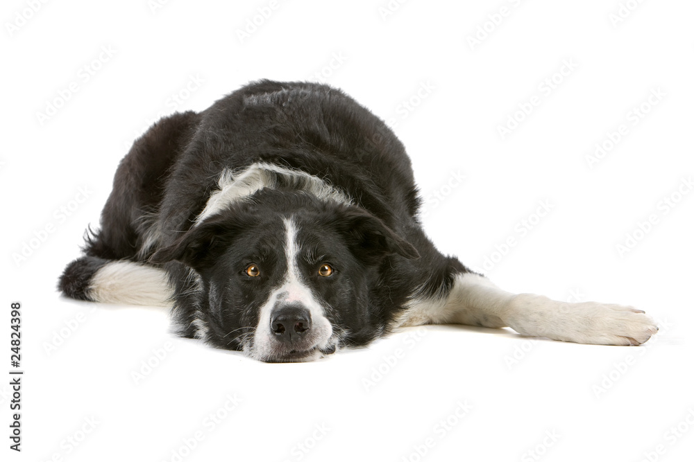border collie sheepdog lying, over white background border collie sheepdog lying, over white background