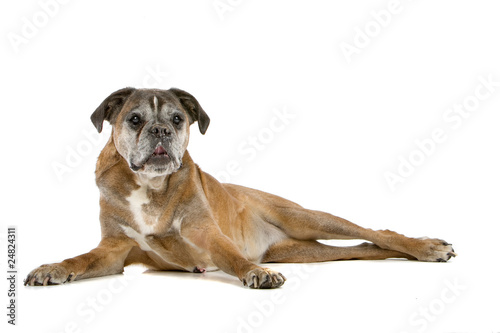 old gray boxer lying  isolated on a white background