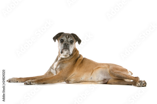 old gray boxer lying  isolated on a white background
