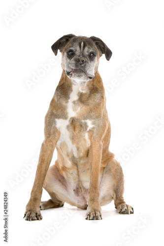 old gray boxer sitting  isolated on a white background