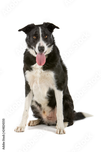 Fototapeta Naklejka Na Ścianę i Meble -  Black and white Border collie sheepdog sticking out tongue