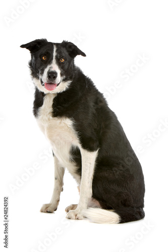Fototapeta Naklejka Na Ścianę i Meble -  Black and white Border collie sheepdog sticking out tongue