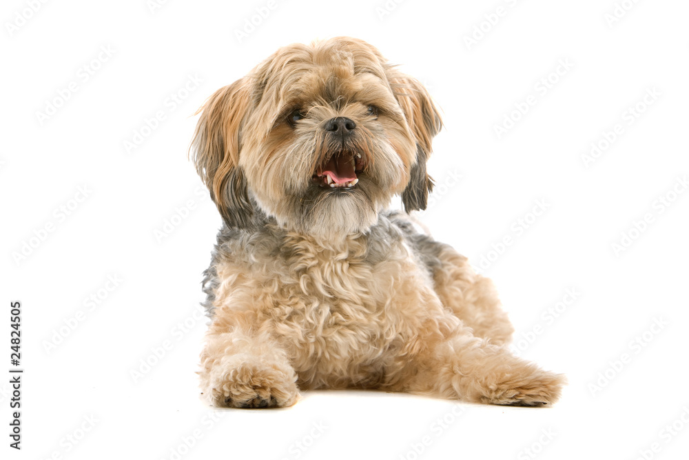 mixed breed dog (maltese, shih tzu) over a white background mixed breed dog (maltese, shih tzu) over a white background