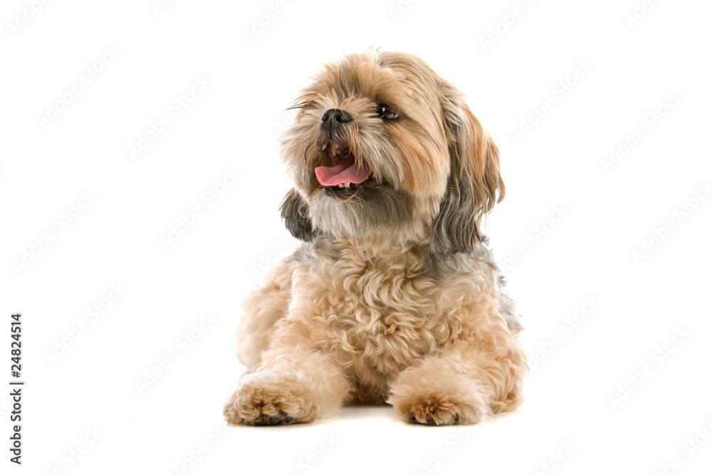 mixed breed dog (shih tzu, maltese) isolated on white background