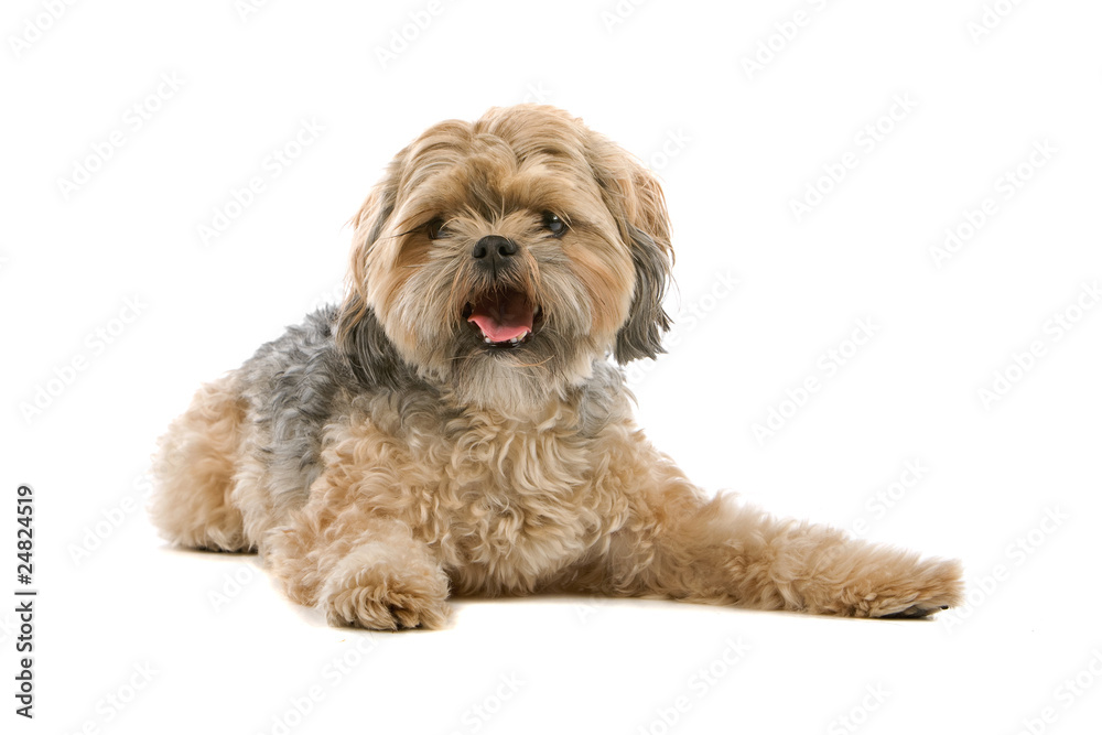 mixed breed dog (Shi tzu,maltese) isolated on white background mixed breed dog (Shi tzu,maltese) isolated on white background