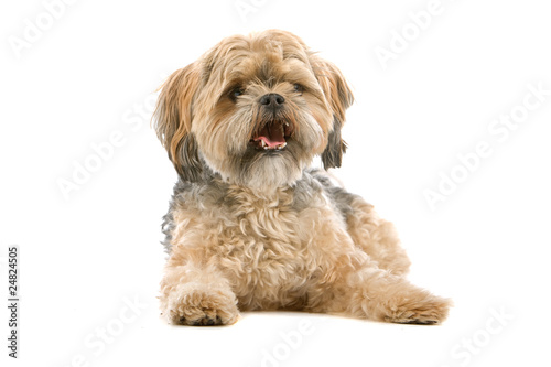 mixed breed dog (maltese, shih tzu) over a white background