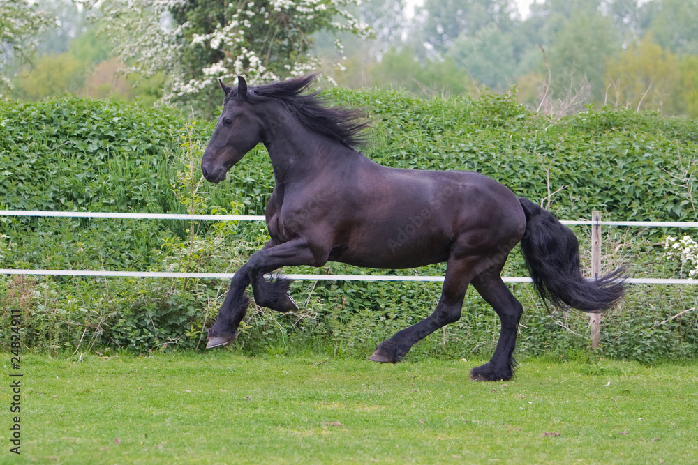 side view of a beautiful horse running free Stock Photo Adobe Stock