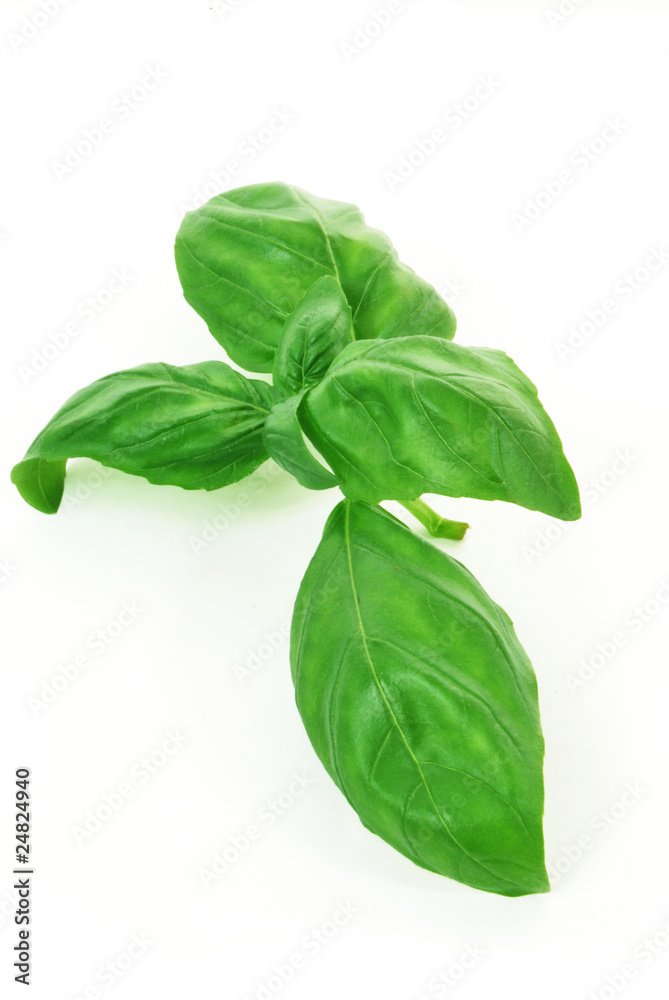 Basil Basil
