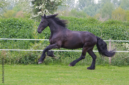 side view of a beautiful horse running free