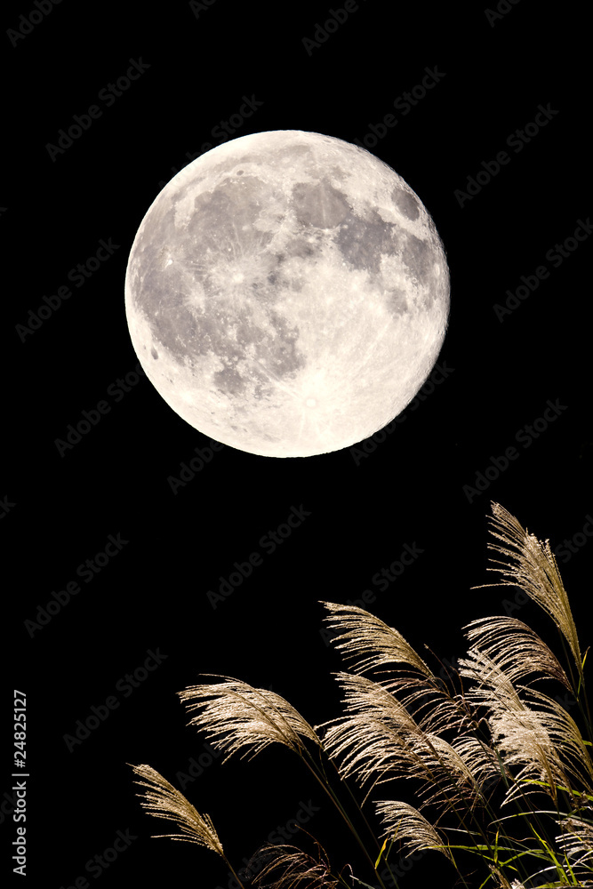 Naklejka premium ススキと満月