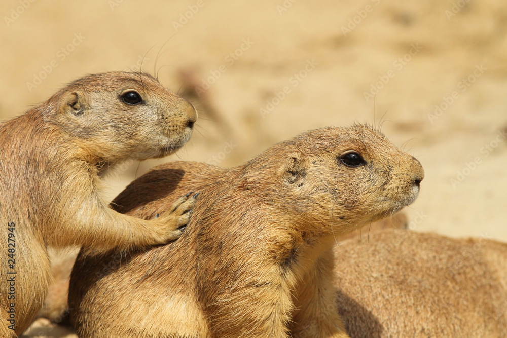 Fototapeta premium Two prairie dogs
