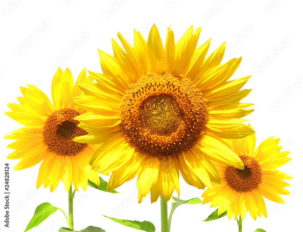 Naklejka premium Sunflowers