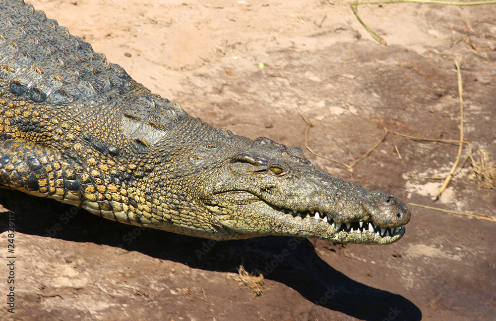 Fototapeta premium Nilkrokodil