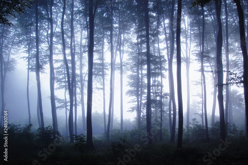 sunset in a forest with fog