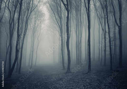 elegant forest with fog #24830766