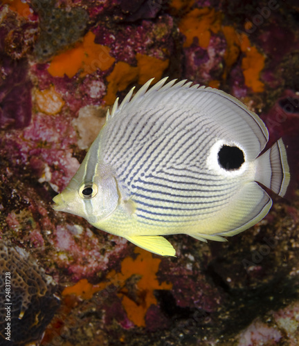 Foureye Butterflyfish