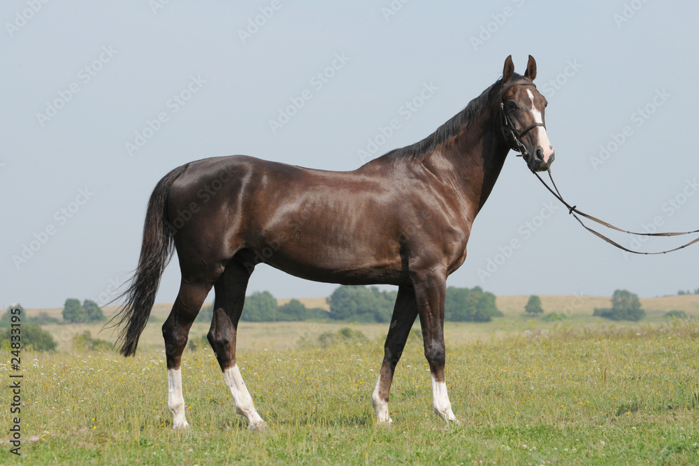 Fototapeta premium Brown horse in the field
