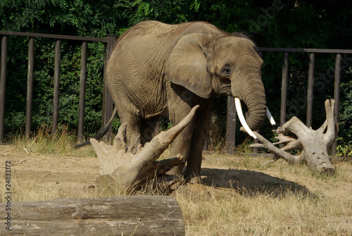 Afrikanischer Elefant