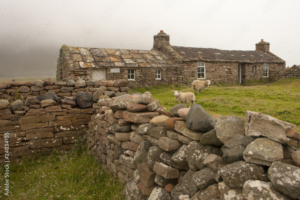 Sheeps and hut on an Orkney island