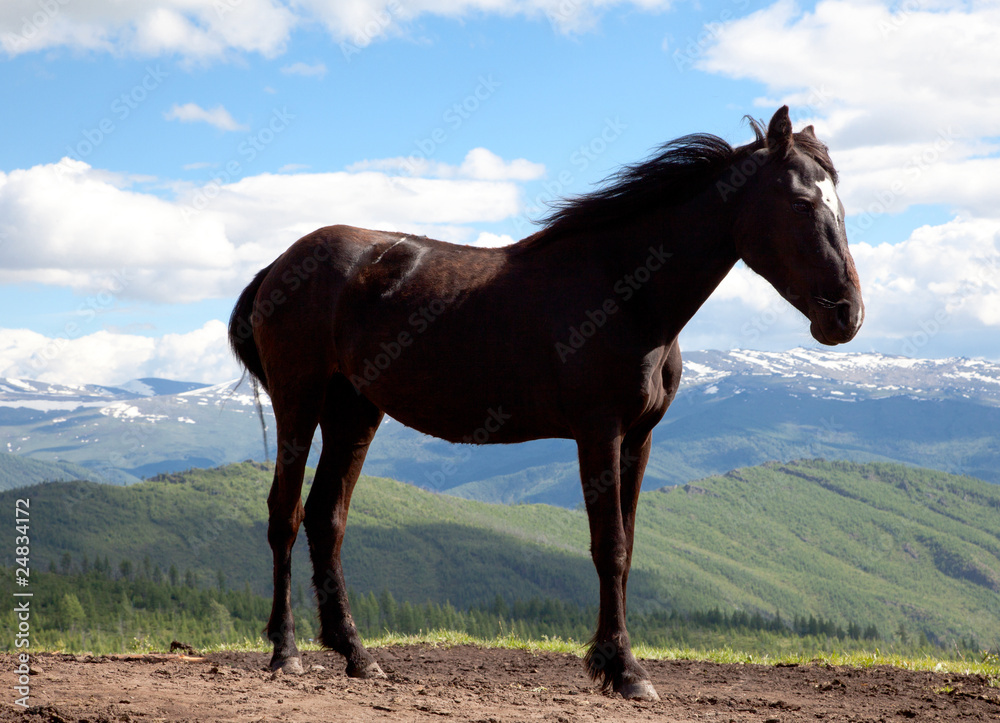 Black stallion Black stallion