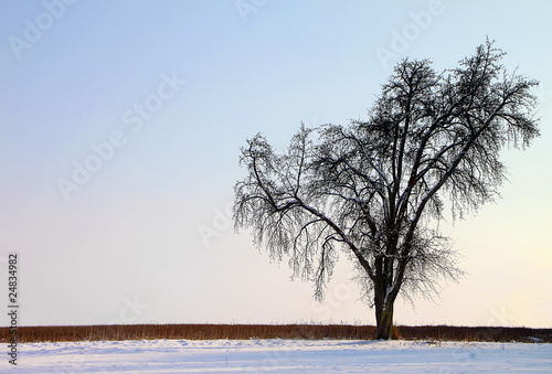 Lonesome Winter Tree