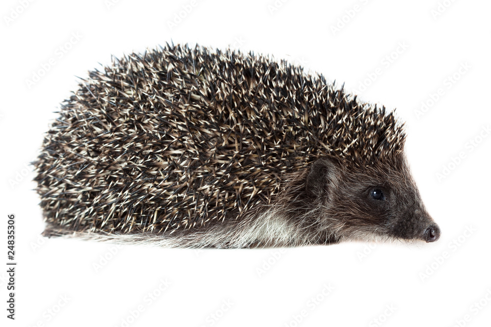 western European Hedgehog, Erinaceus europaeus western European Hedgehog, Erinaceus europaeus