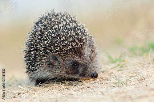 western European Hedgehog, Erinaceus europaeus