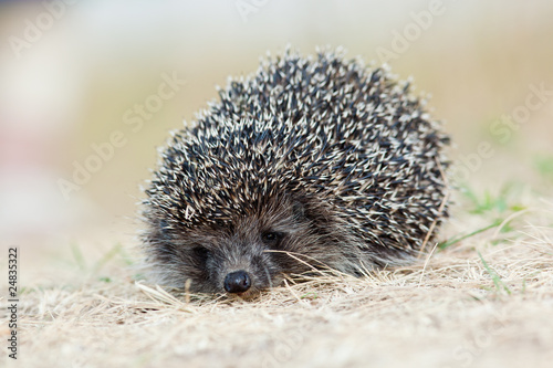 western European Hedgehog, Erinaceus europaeus