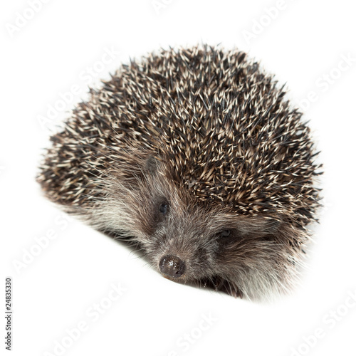 western European Hedgehog, Erinaceus europaeus