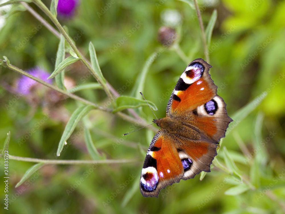 peacock butterfly