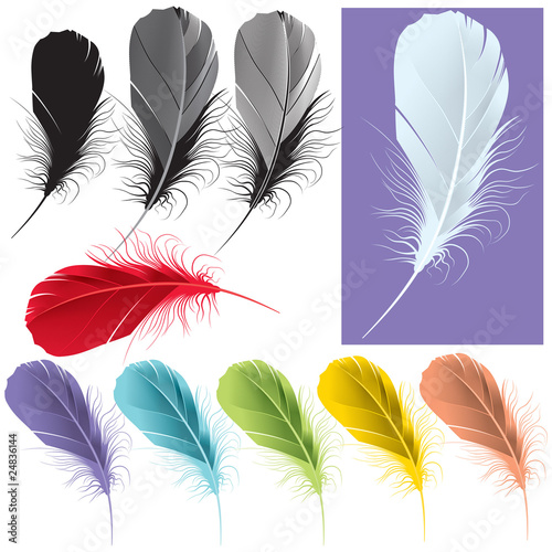 Feather