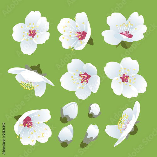 Spring blossom