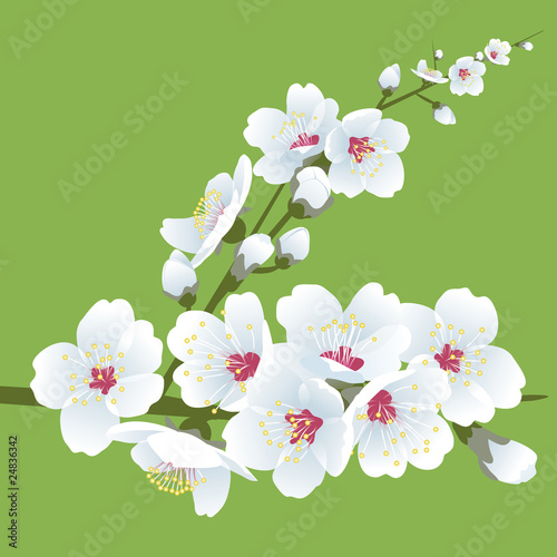 Spring blossom