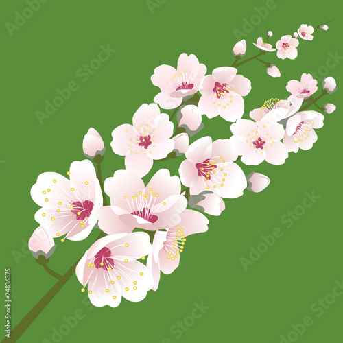 Spring blossom