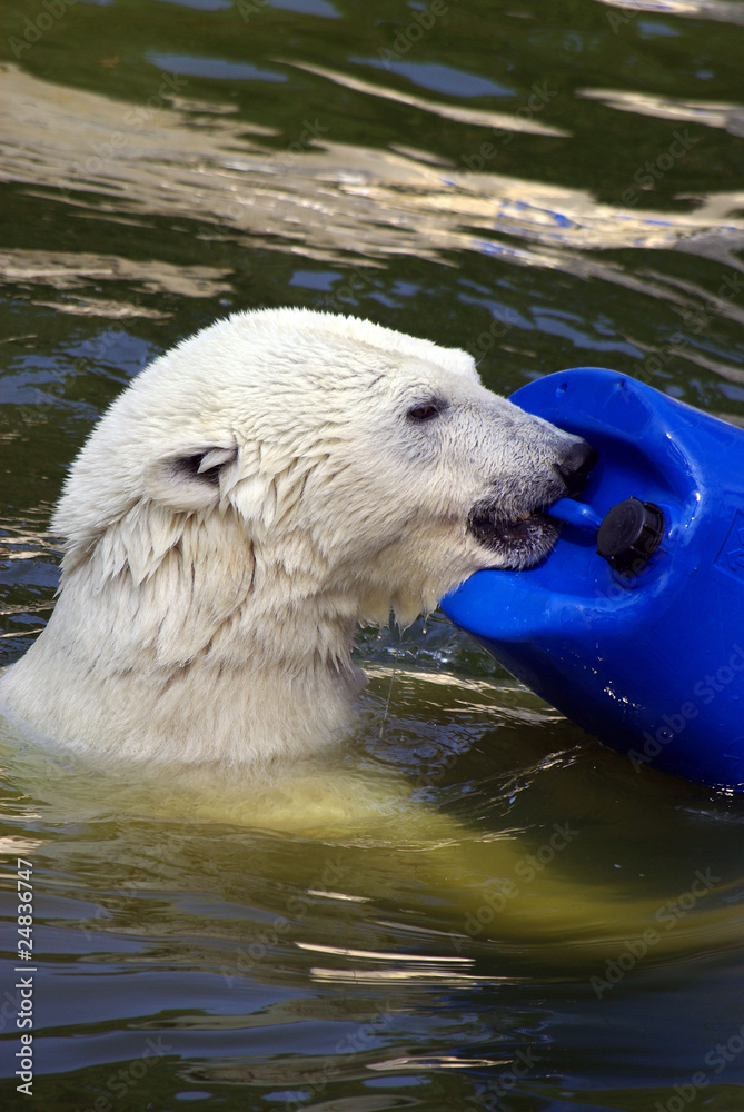 Fototapeta premium Spielender Eisbär