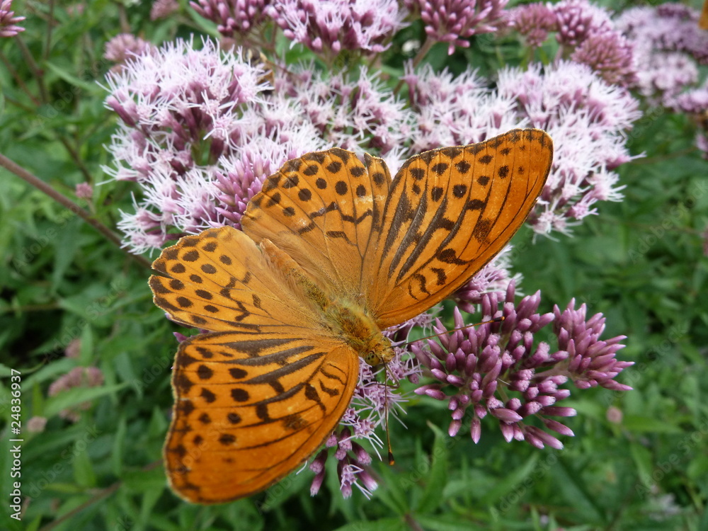 Farfalla (Fabriciana adipe) Farfalla (Fabriciana adipe)