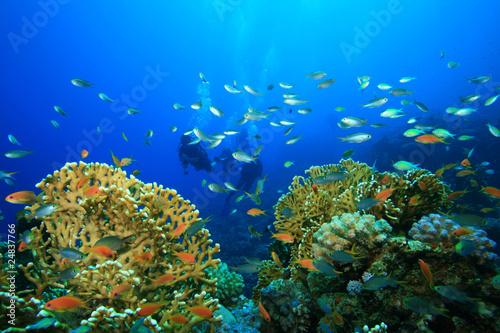 Fototapeta Naklejka Na Ścianę i Meble -  Scuba Diving on a Coral Reef