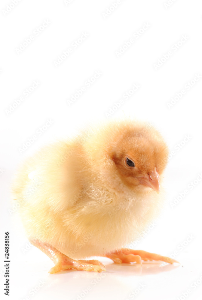 Obraz premium Poussin